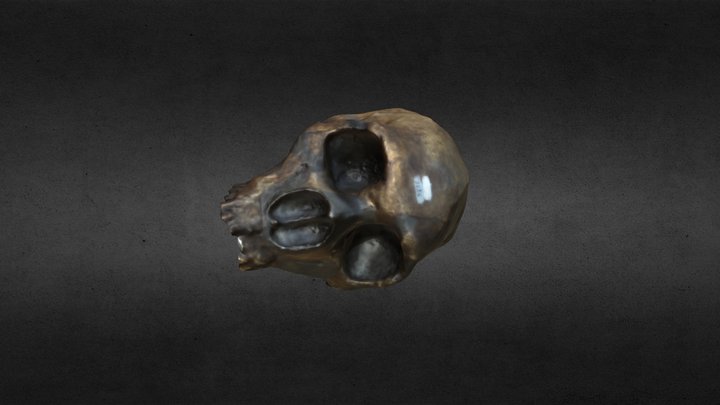 Cráneo Klaatsch (Le Moustier) 3D Model