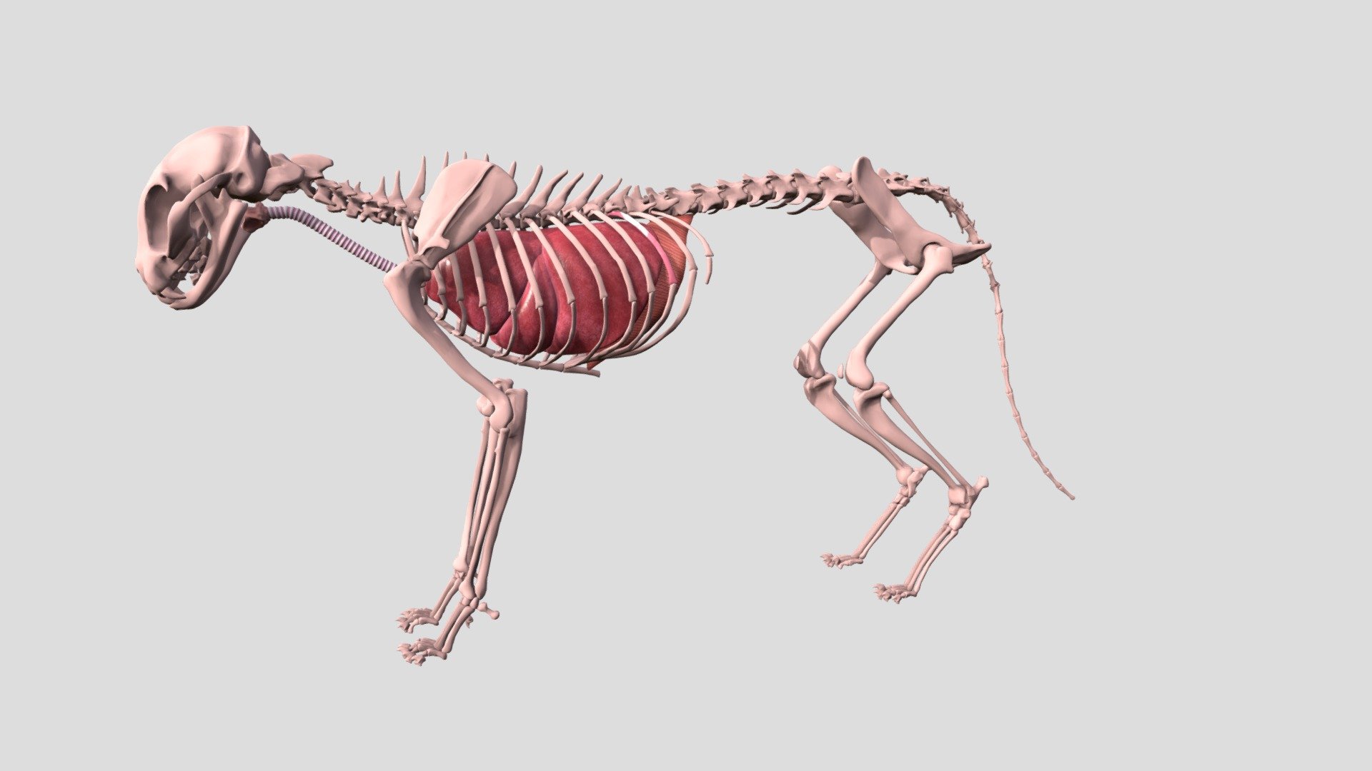 Skeleton Cat - 3D model by sienkal [baee30a] - Sketchfab