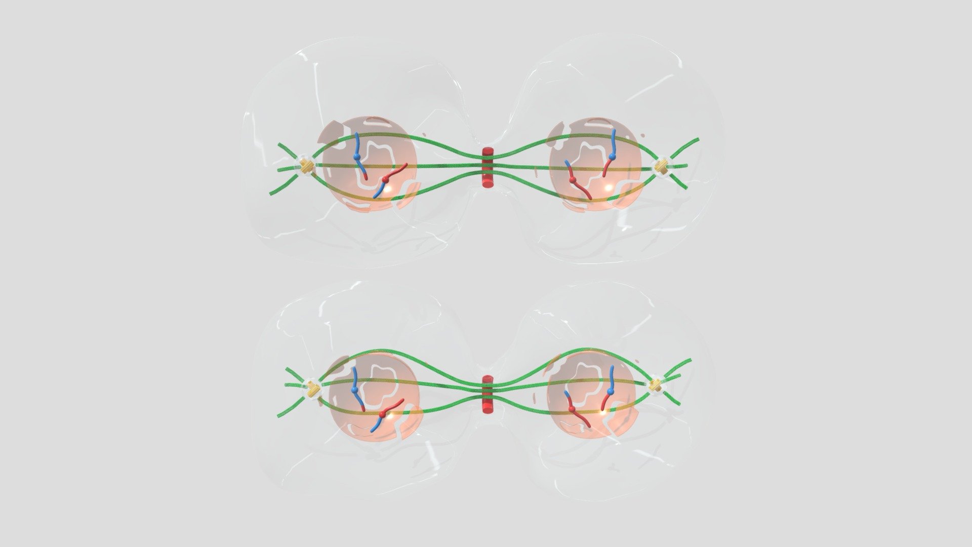 絵画 cell division 13 Cell division ideas | cell division, cell, mitosis