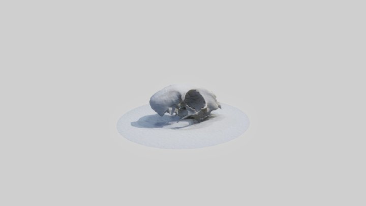 Broken Skull 3D Model