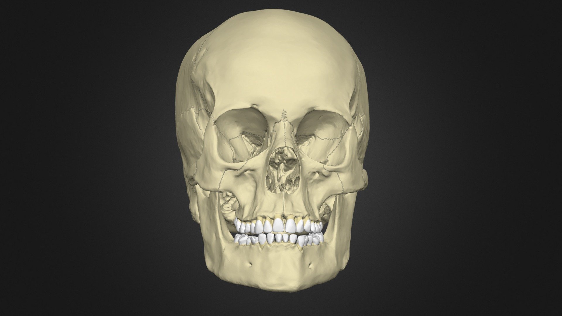 The Anatomy of the Human Skull - Download Free 3D model by HannahNewey