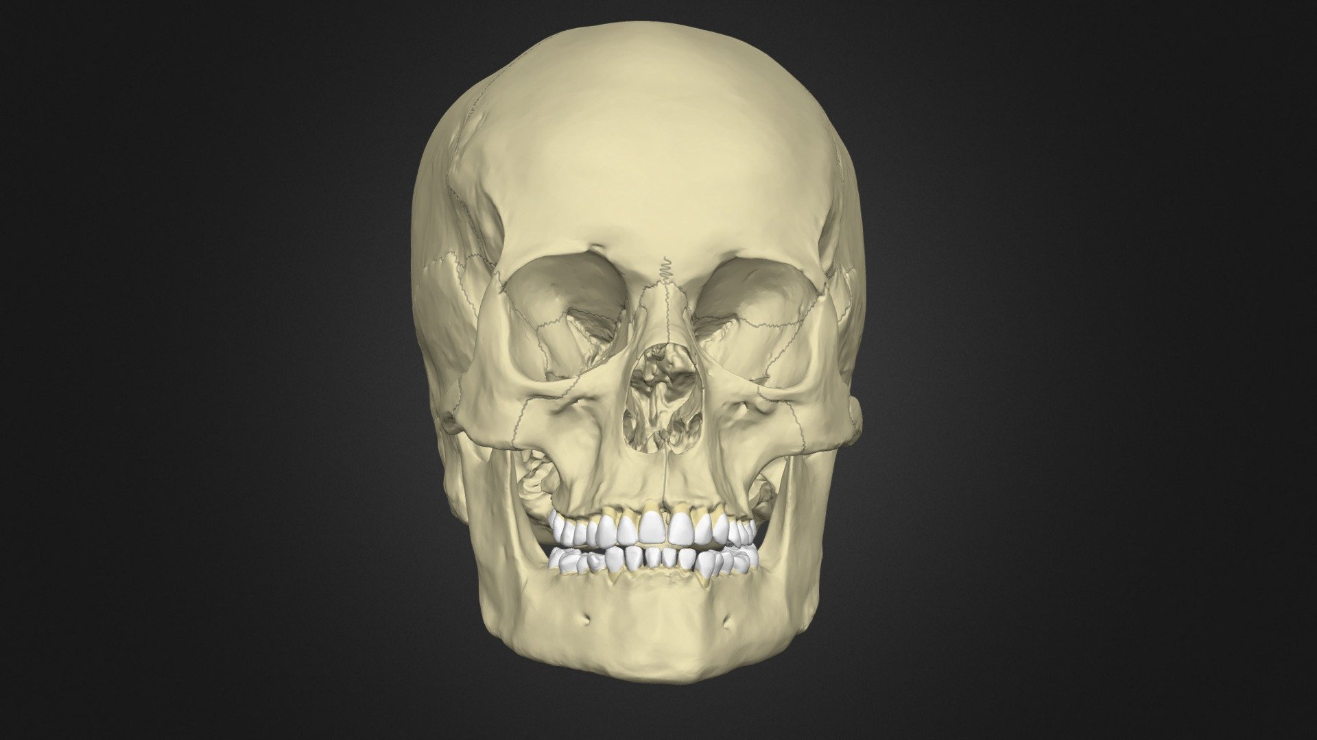 The Anatomy of the Human Skull - 3D model by HannahNewey (@HannahNewey)  [baf6ac7]