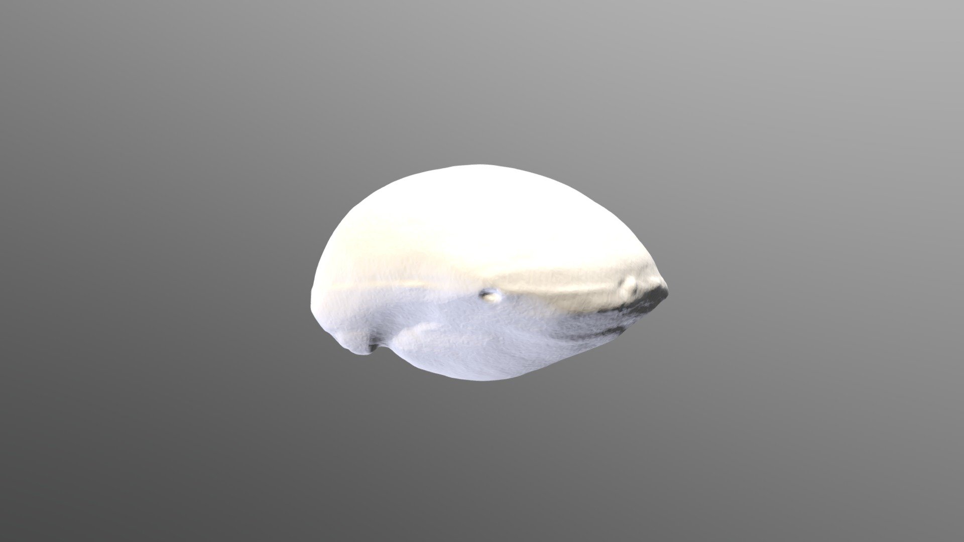 Terebratule
