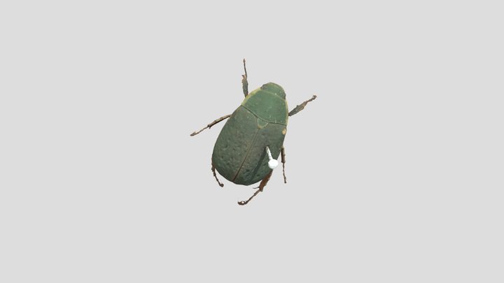 NZAC Beetle 3D Model