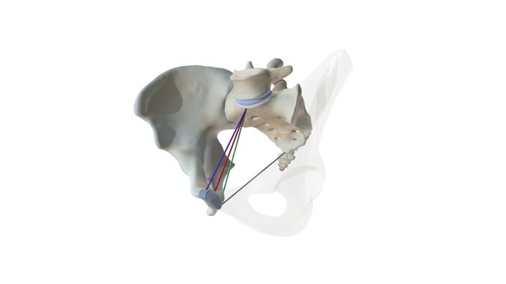 Pelvic Measurements 3D Model