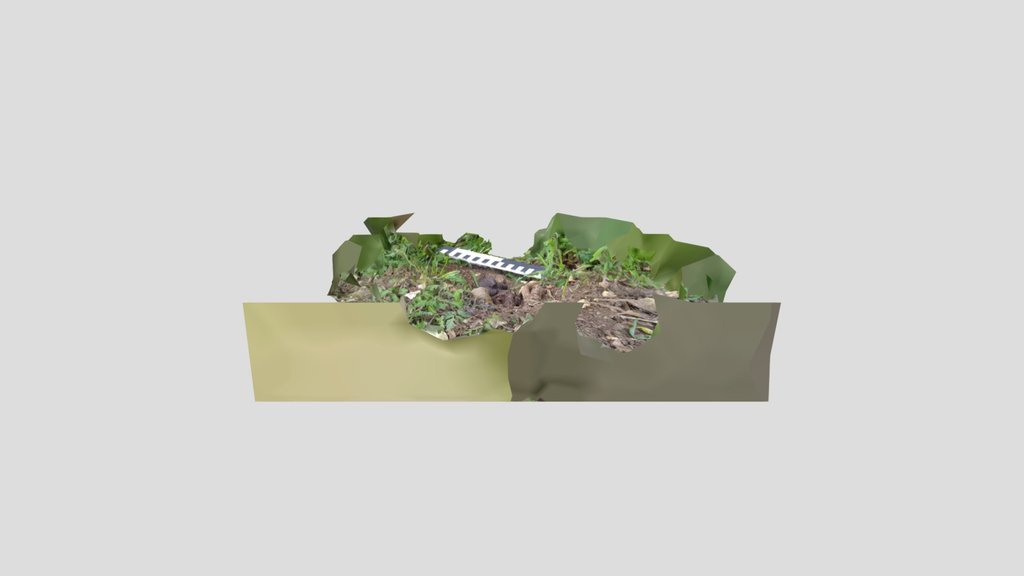 Badger latrine, multiple poo layers