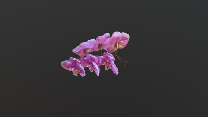 Butterfly orchid 21Y _redo 3D Model