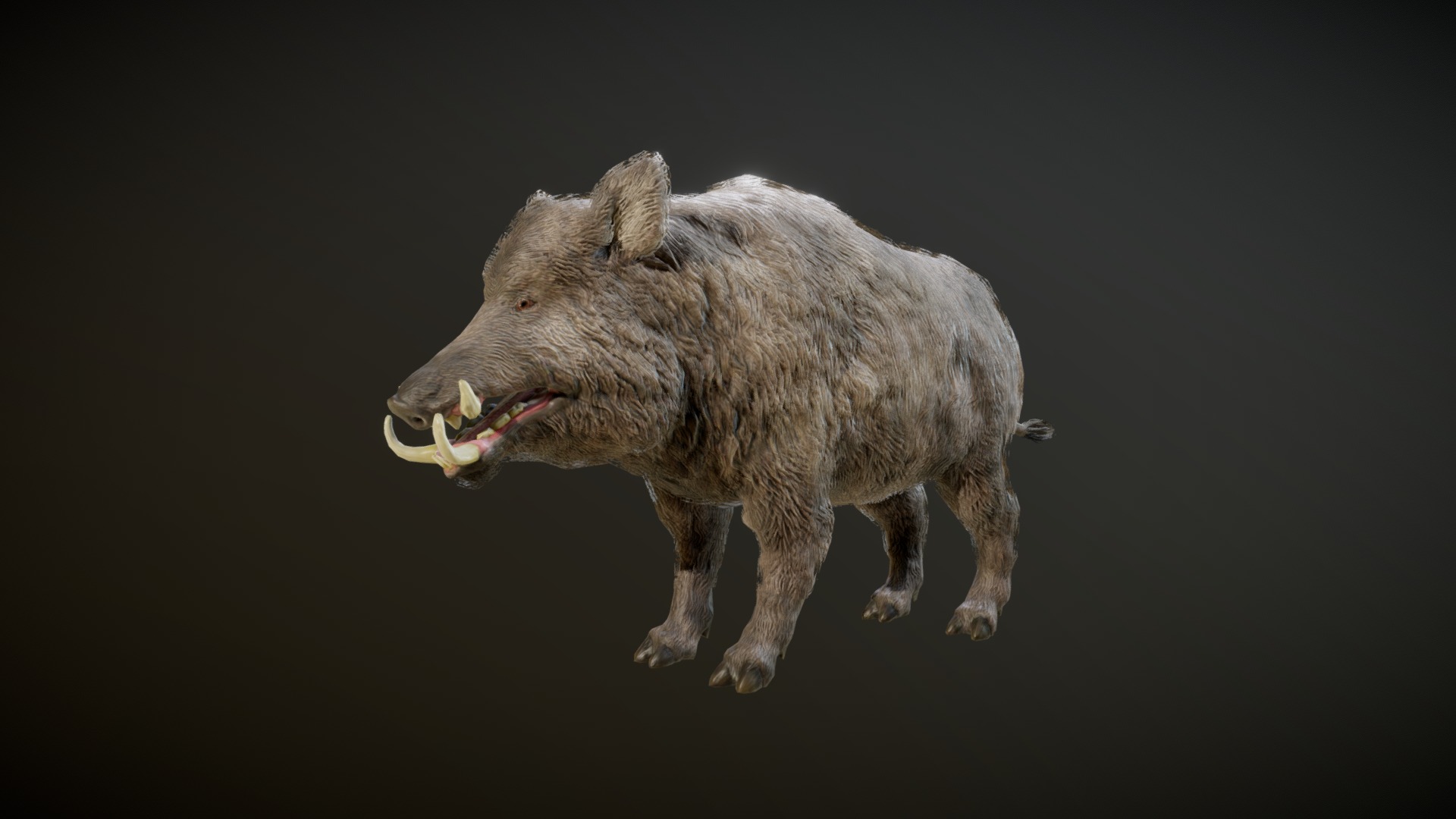 3D model BOAR ANIMATIONS - This is a 3D model of the BOAR ANIMATIONS. The 3D model is about a wild boar with a long tail.