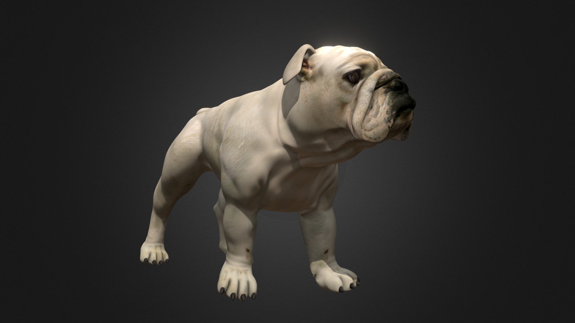 bulldog - Buy Royalty Free 3D model by bonboniere3d (@office 