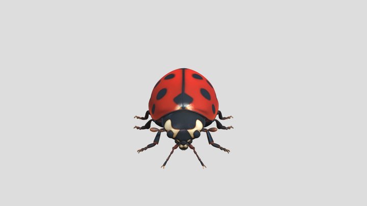 ladybird