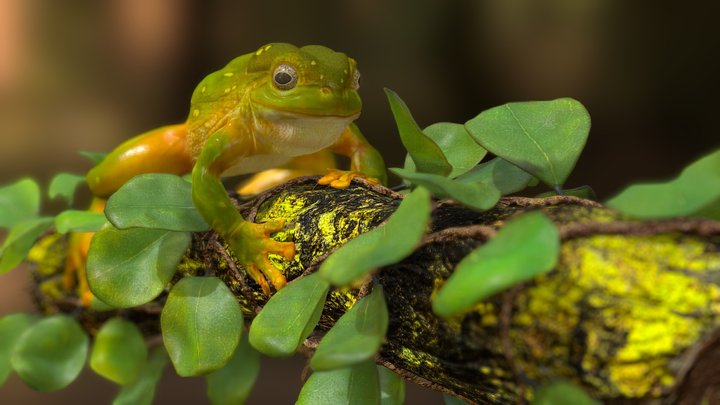 Frog 3D Model