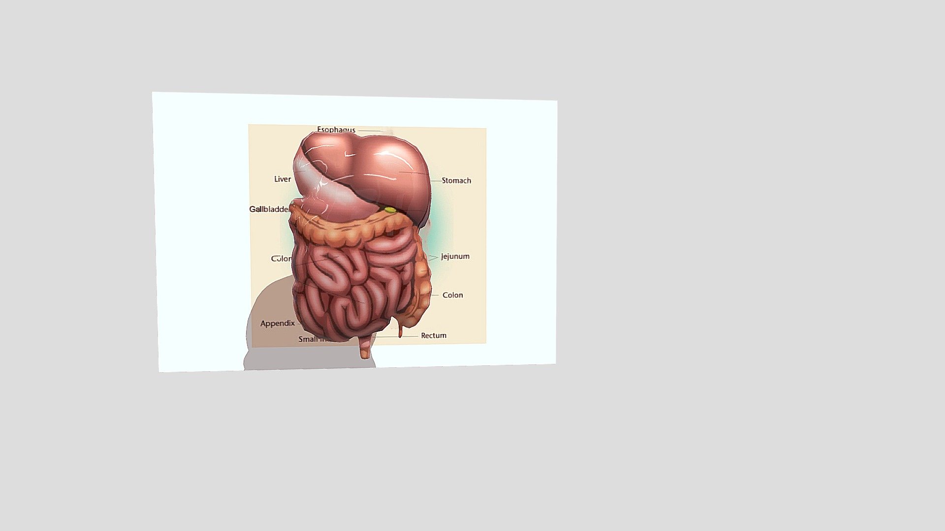 Human Anatomi Organ