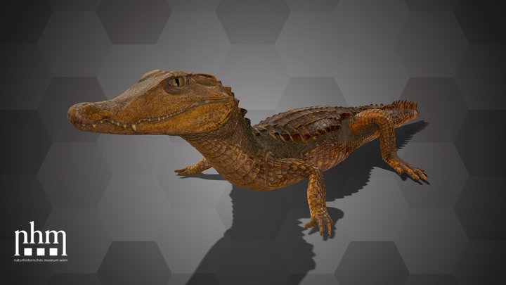 Smooth-Fronted Caiman (NHMW-ZOO-HS-31557) – Free 3D Model STL