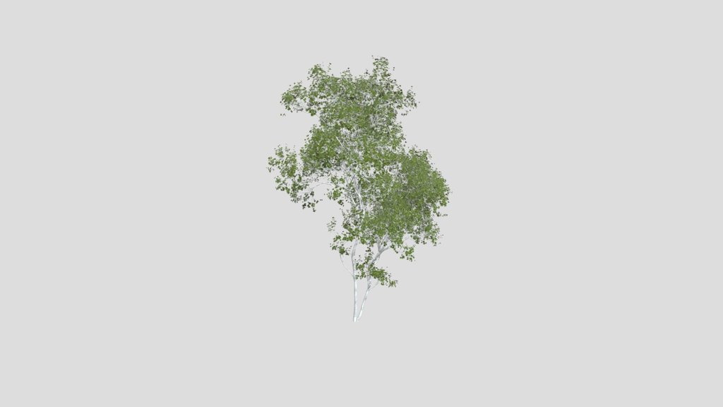 Real Tree Acer Saccharinum Summer2