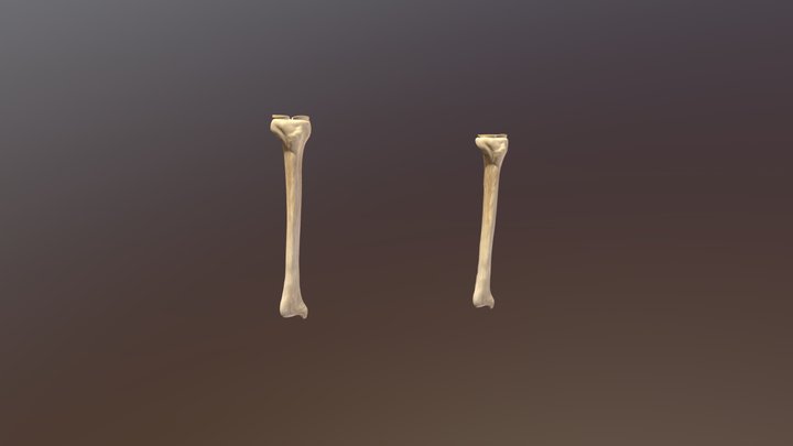 Tibia 3D models - Sketchfab