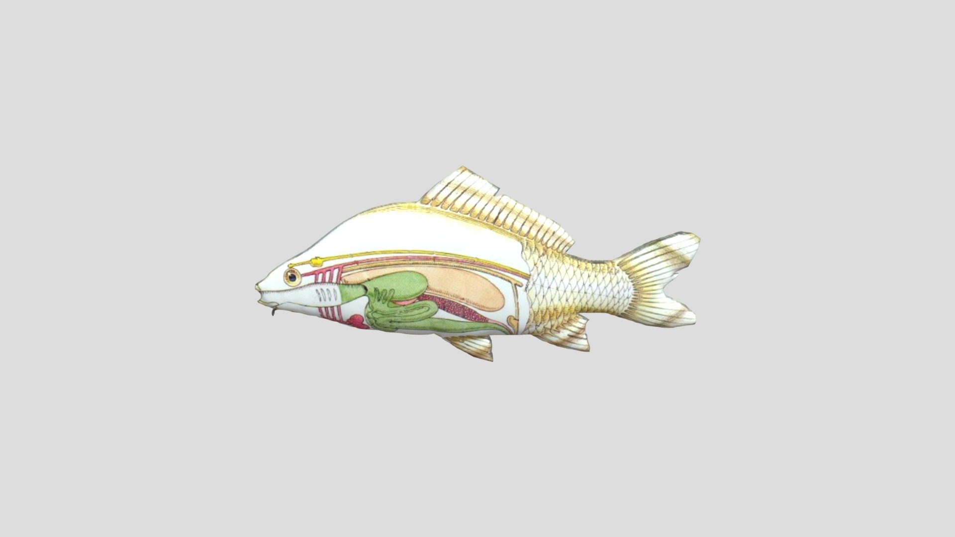 ORGAN IKAN 3D