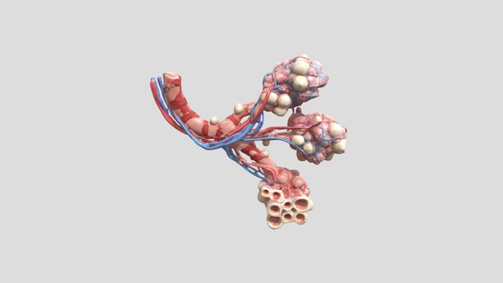 Alveoli Model 3D Model