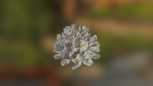 Cauliflower Coral Dead 3D Model