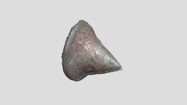 ShellExport 3D Model