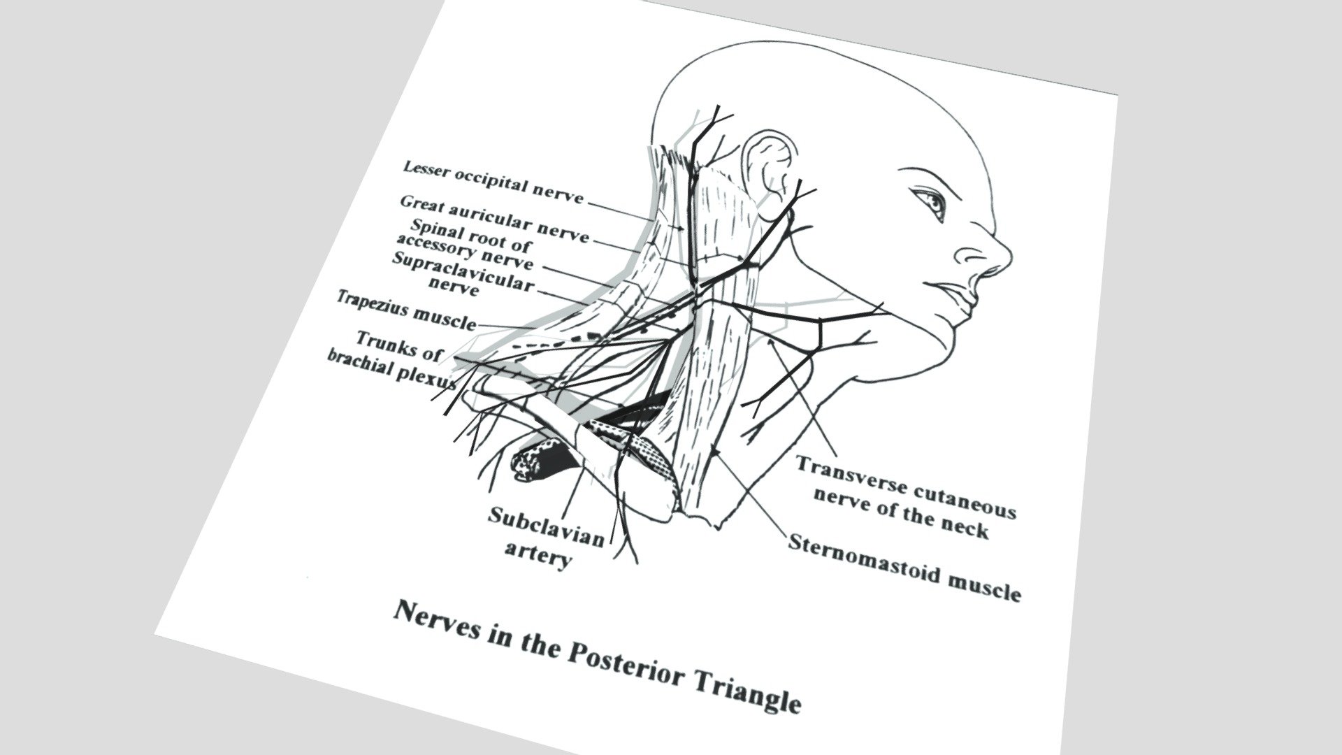 Nerves in the posterior triangle of the Neck 3D model by Mohamed Emad