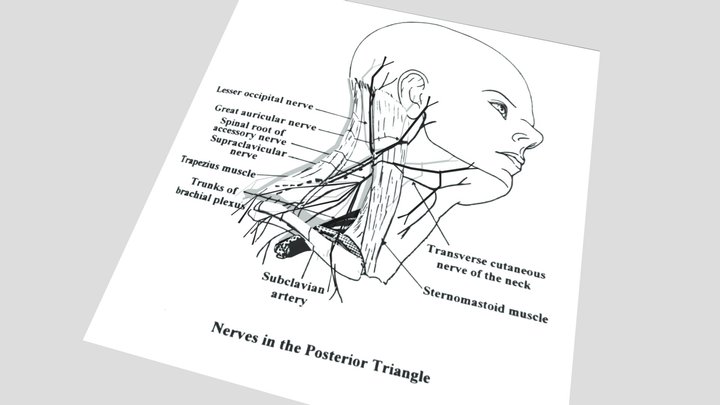 Nerves in the posterior triangle of the Neck 3D Model