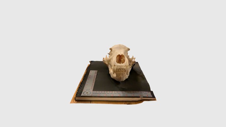 Wolf Skull 3D Model