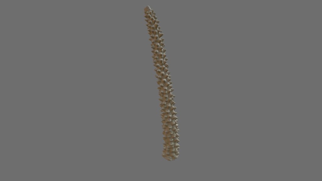 Acropora cervicornis