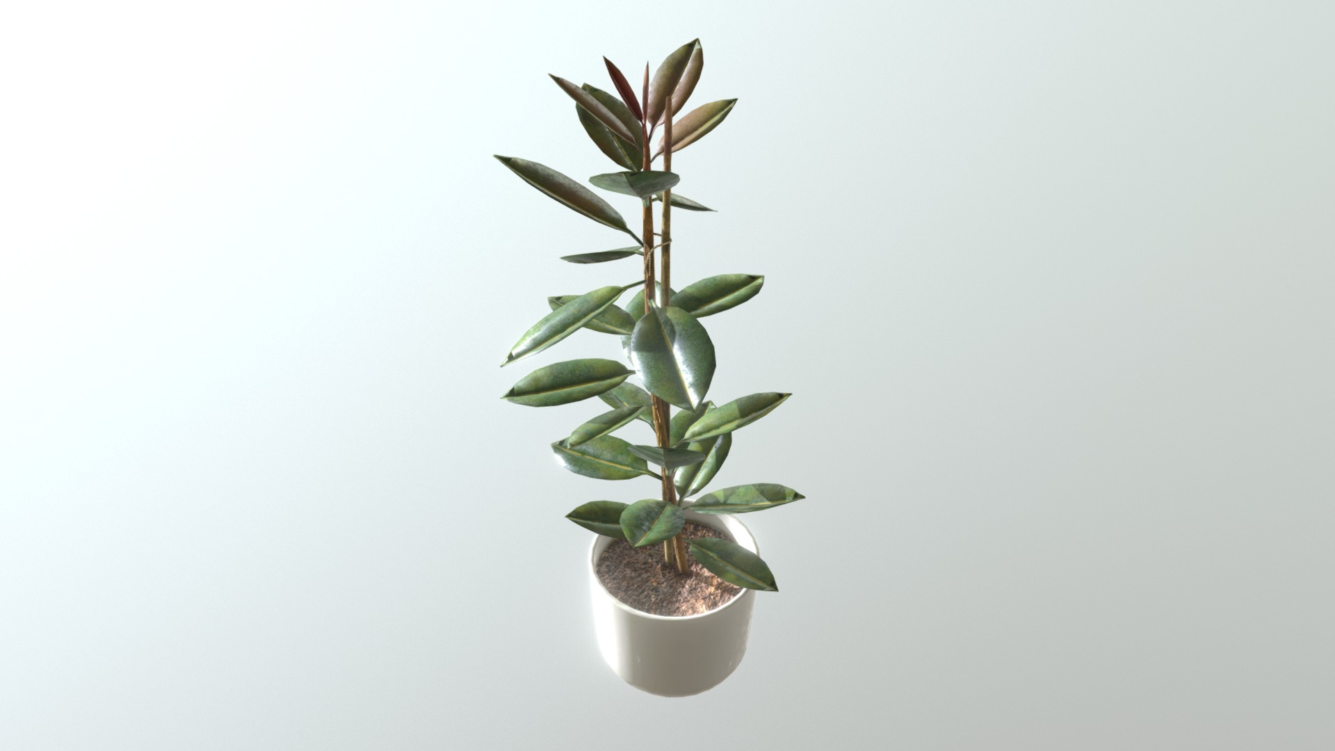3D model Rubber Plant - This is a 3D model of the Rubber Plant. The 3D model is about a plant in a pot.