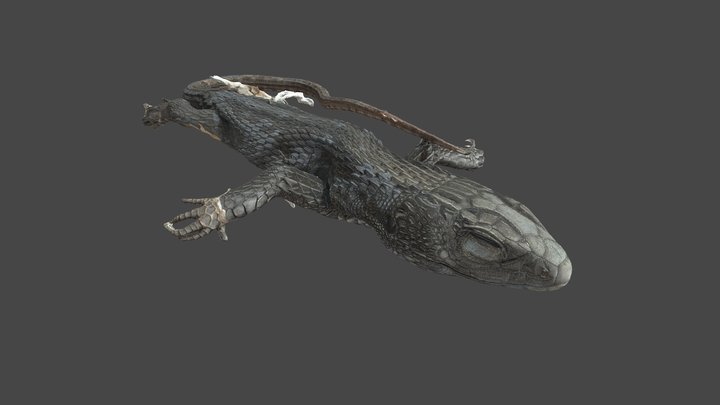 Alopoglossus viridiceps QCAZR 10670 3D Model