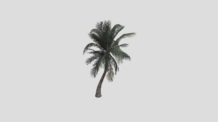 palm coconut tree 3D Model