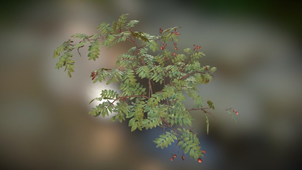 Wild Rose 02 - 3D model by NatureManufacture [bb29e8a] - Sketchfab