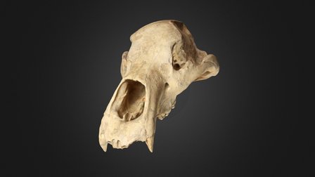 Cave bear skull 3D Model