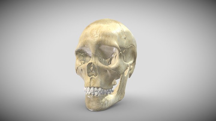 Skull  (35 years) 3D Model