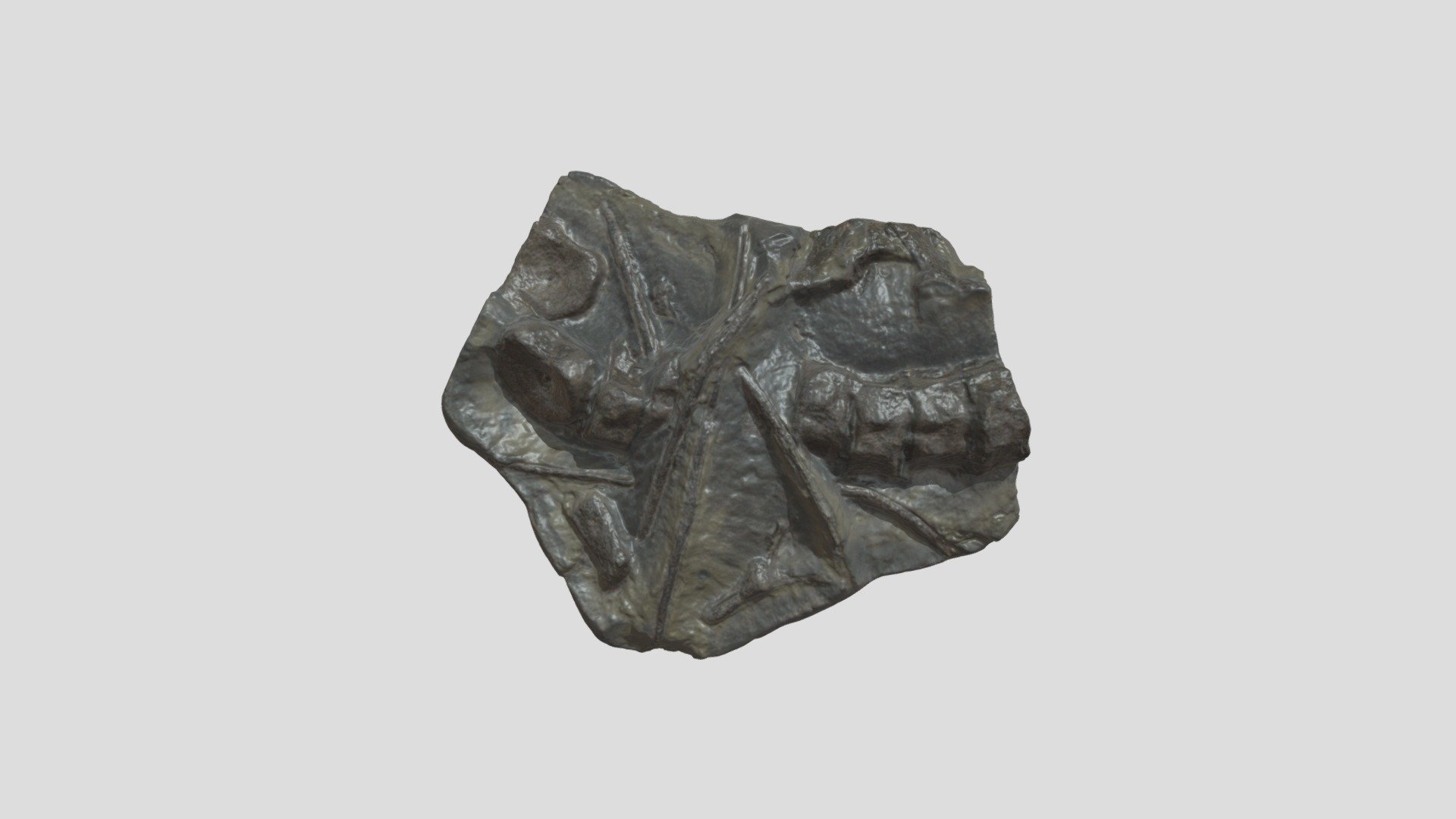 Ichthyosaur fossil block - 3D model by Andrew R Cuff (@arcuff) [bb33666 ...