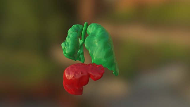 Lungs and Fluid Sack 3D Model