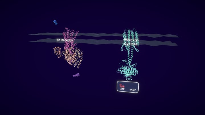 β-2 Adrenergic Agonist Mechanism-of-Action 3D Model