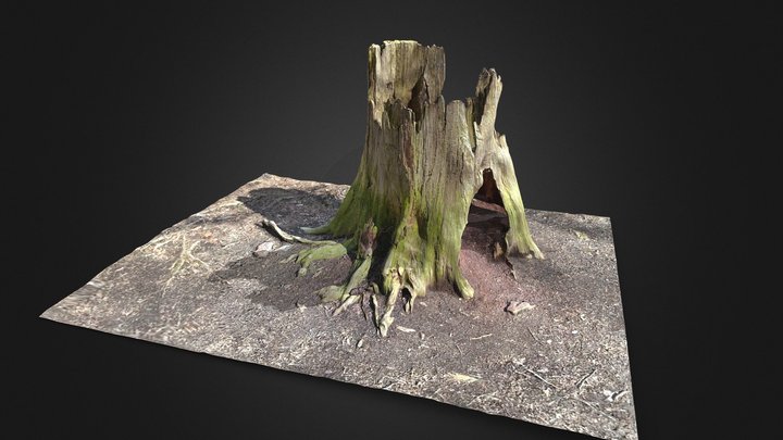 Hollow and Decaying Tree Stump 3D Model