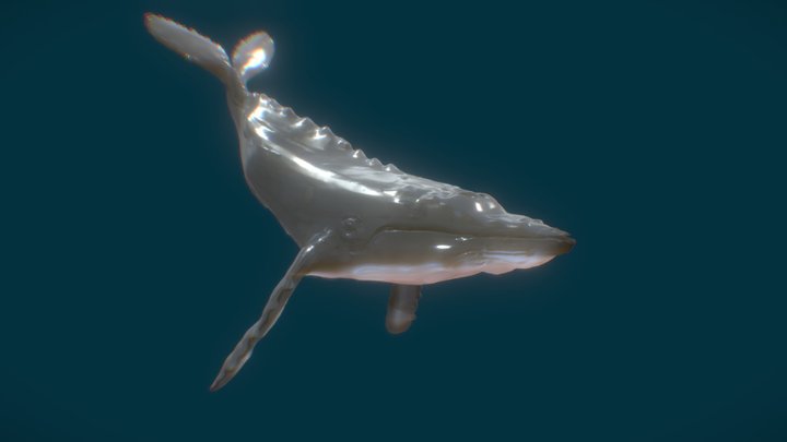 Humpback Whale 3D Model