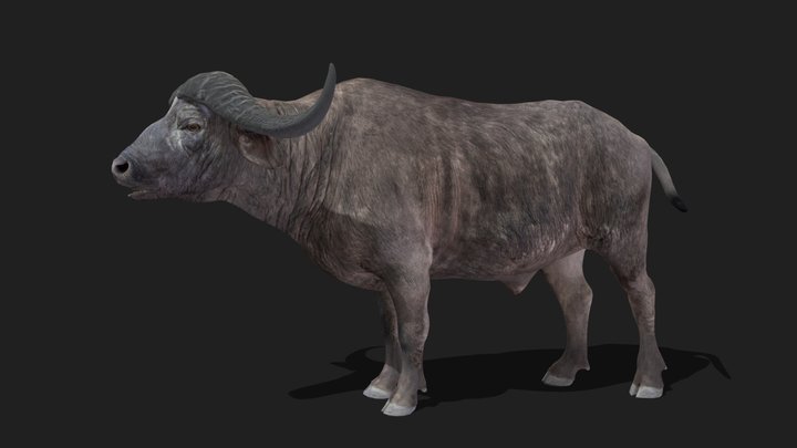 BUFFALO - Realistic 3D Model (DEMO FREE)