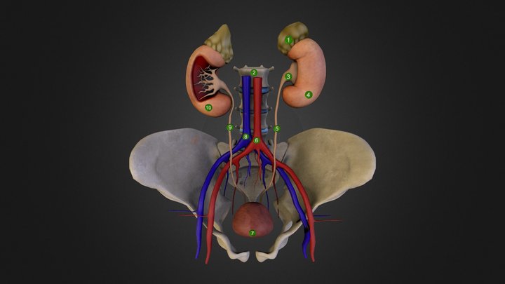 Kidneys Model 3D Model