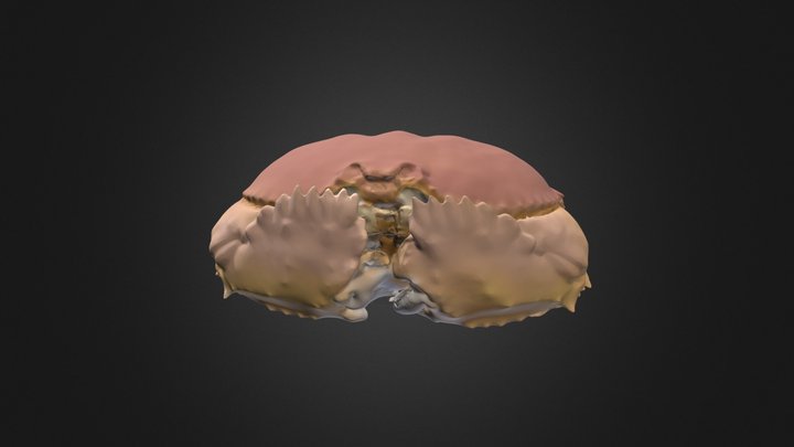 Yellow box / shame-faced crab - colored 3D Model