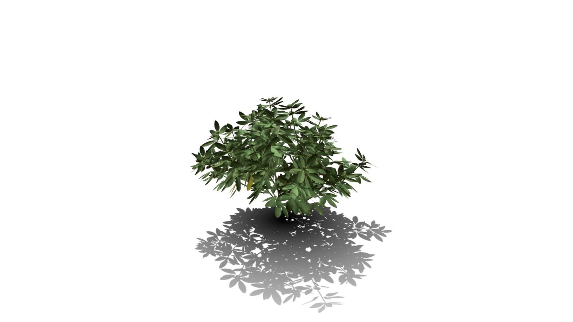 Realistic HD Mexican orange blossom (6/10) — Sketchfab embed 3D viewer