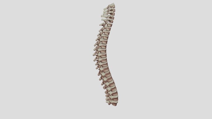 spine-aspi1byh-obj 3D Model