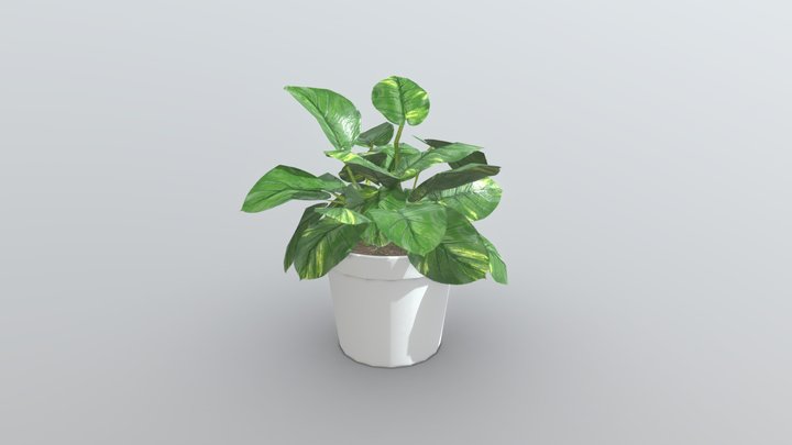 golden pothos plant low poly 3D Model