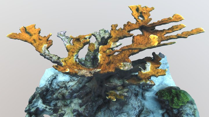 Elkhorn Coral, Acropora palmata 3D Model