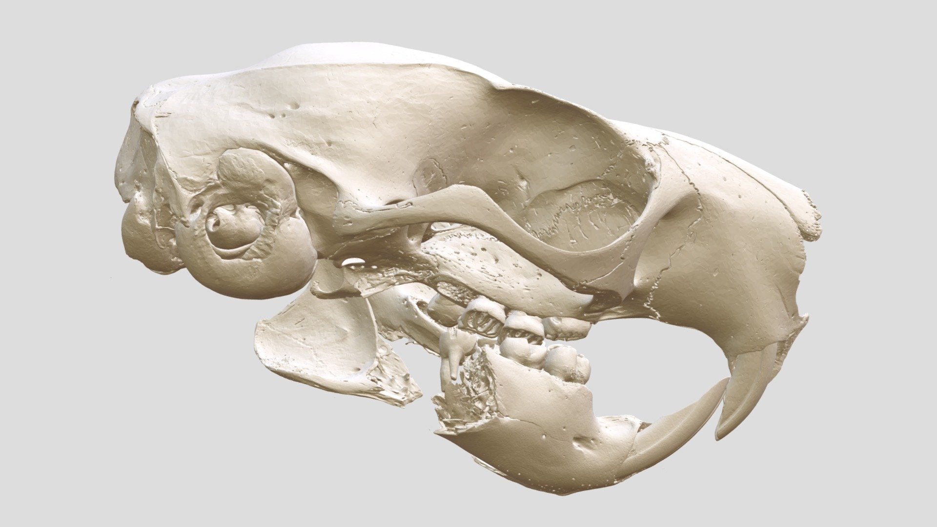 Anomalurus (MSB:Mamm:28907) - 3D model by Biodiversity [bb43f1b ...
