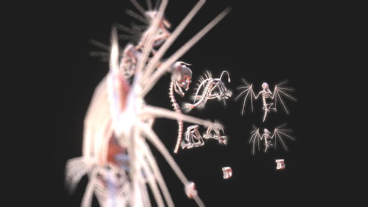 Areefu Museum - Fossils 3D Model