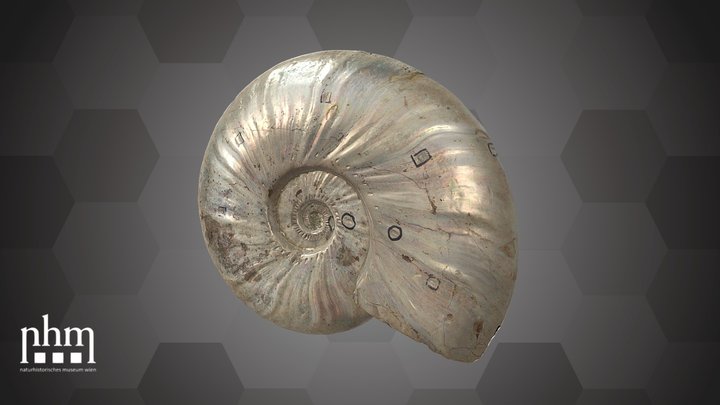 Madagascar Ammonite (NHMW-GEO-2021/0021/0001) – Free 3D Model STL