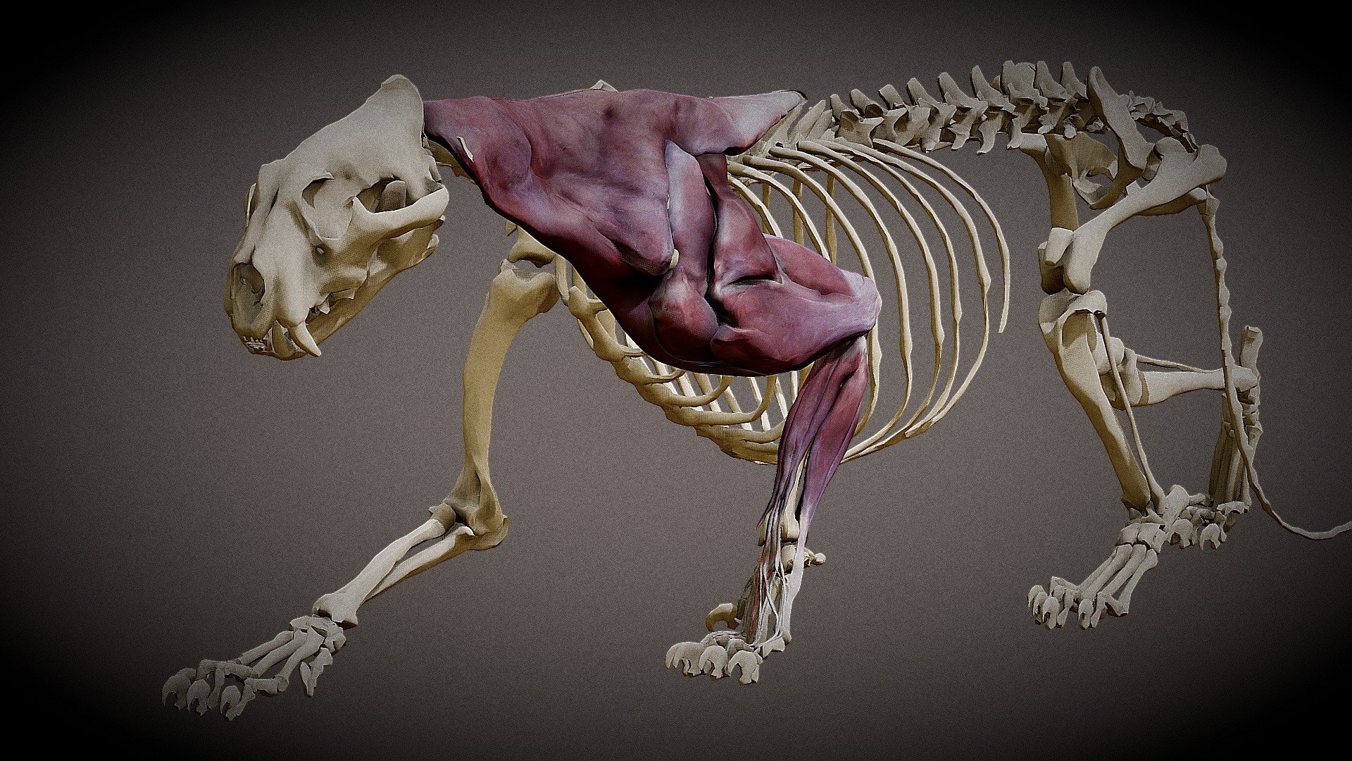 Sumatran Tiger Anatomy - 3D model by Hong Nguyen (@hongnguyen044