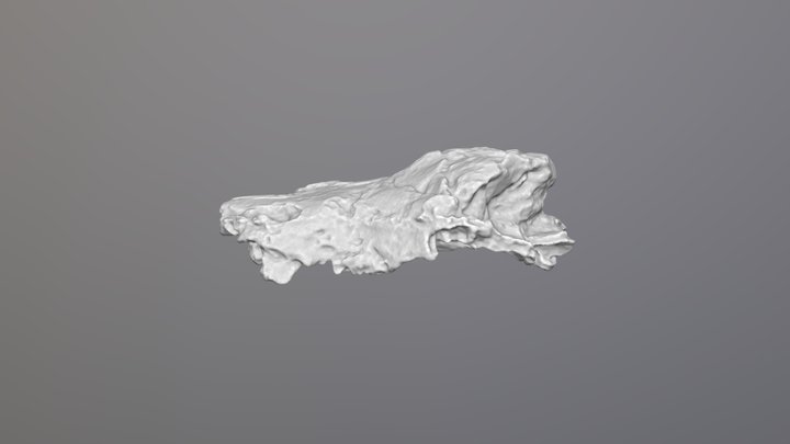 Dvinia prima skull fragment 3D Model